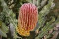 Banksia at Bold Park, one of the areas of remnant woodland. 