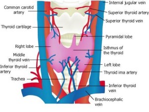 thyroid-blood-supply