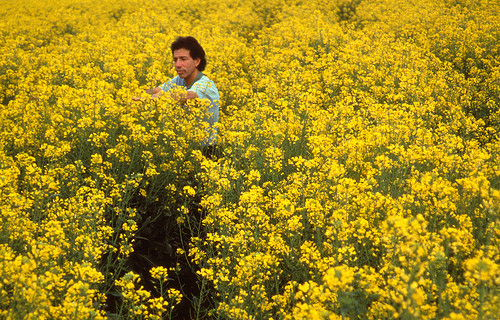 Soil scientist Gary Bañuelos evaluating canola plants