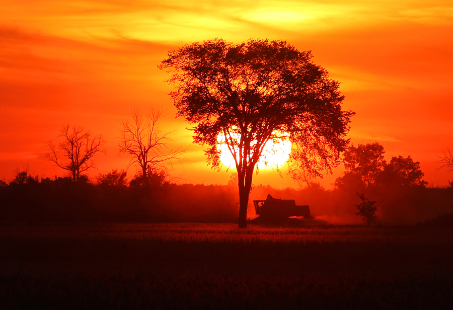 A farmer harvests his crop as the sun sets on a summer-like fall day near Petrolia, Ontario, Thursday, Sept. 24, 2015, Petrolia, Ontario. THE CANADIAN PRESS/Dave Chidley