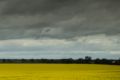 Colin Falls, a farmer from the plains north of Bendigo, standing in his bumper canola crop this week. Farmers are ...