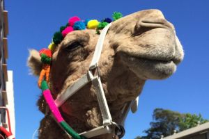 A camel at Choice's Shonky Awards 2016 ceremony.