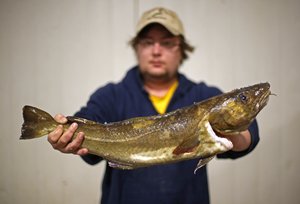 Cod may have regional accents, scientists say