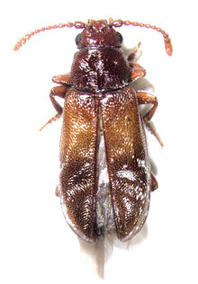 Taphropiestes electa.jpg