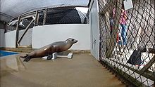 File:Beat-Keeping-in-a-Sea-Lion-As-Coupled-Oscillation-Implications-for-Comparative-Understanding-of-Video1.ogv