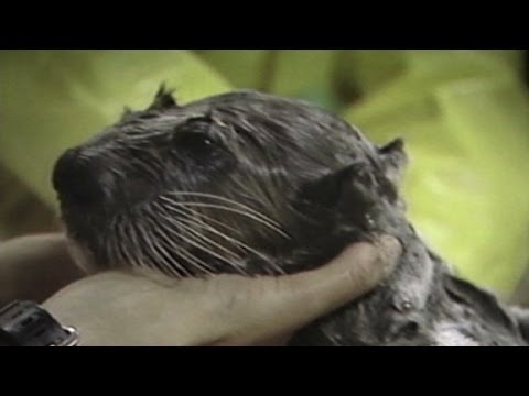 Exxon Valdez oil spill harmed wildlife