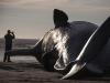 Dead whale blows up during autopsy