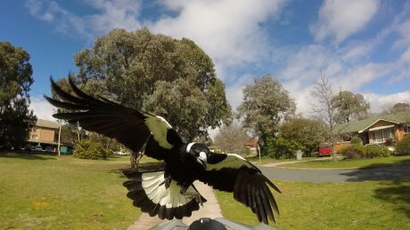 Woden resident Noel Hart's image of a swooping magpie attack on September 19, taken using a GoPro camera attached to his ...