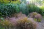 Know any of these grasses? This workshop can help you identify them.