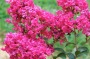 Crepe Myrtle Lagerstroemia in bloom