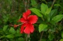 Beautiful hibiscus.