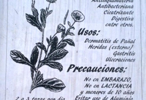 Medicinal Plants in Chile