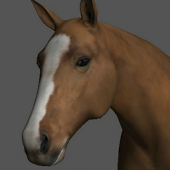 Horse Pose Tool 3D