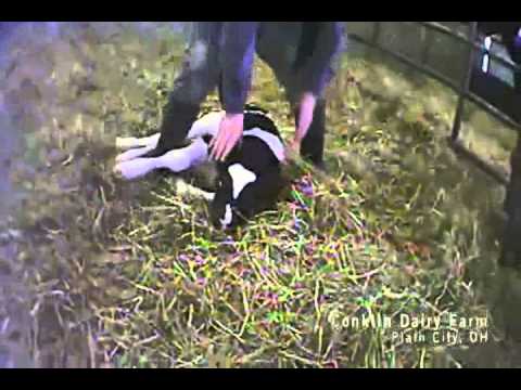 PLEASE DON'T EAT VEAL!!! WARNING: CONTAINS GRAPHIC FOOTAGE AND IMAGES