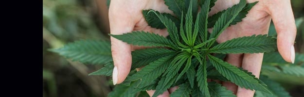 Report: Marijuana Legalization Has Had "Minimal" Adverse Impact On Health