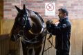 Three-horse race: Winx (left) and stablemate Foxplay. Winx will have only two challengers in Saturday's Caulfield Stakes.