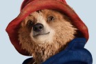 paddington bear