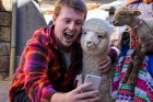 Jordan Adkins finds llamas love a selfie in Colca Canyon, Peru.