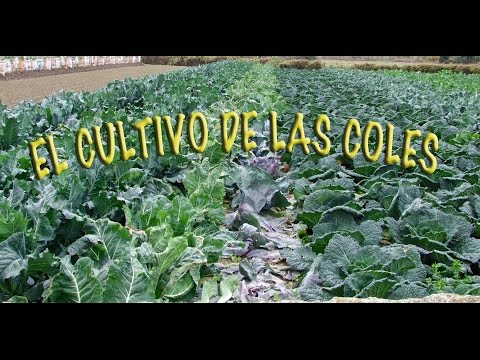 El cultivo de las coles