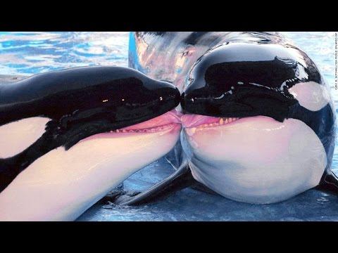 BBC wildlife documentary - Killer Whales - National geographic documentary