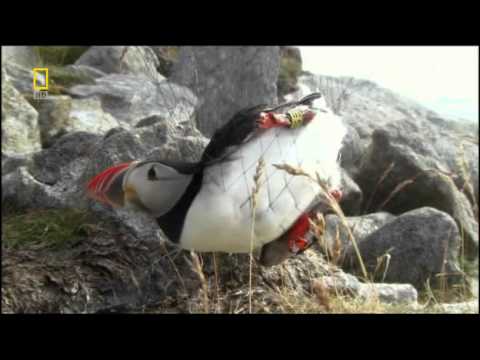 National Geographic - Guardians of Nature : Norway