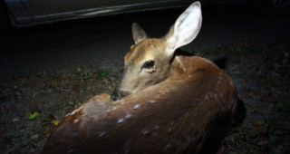 Matt Bowen believes this deer was dying of disease, and blames the UVA Foundation for stopping a deer culling program on nearby properties. Courtesy Matt Bowen