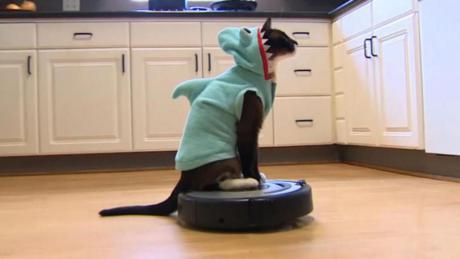 A cat rides a vacuum cleaner robot