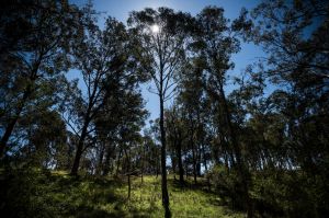 The Australian Botanic Garden, Mount Annan, today opens a walk which explores remnant Cumberland Plain Woodland, a ...