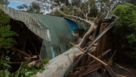 A Millgrove woman was killed when this tree crashed into her home.