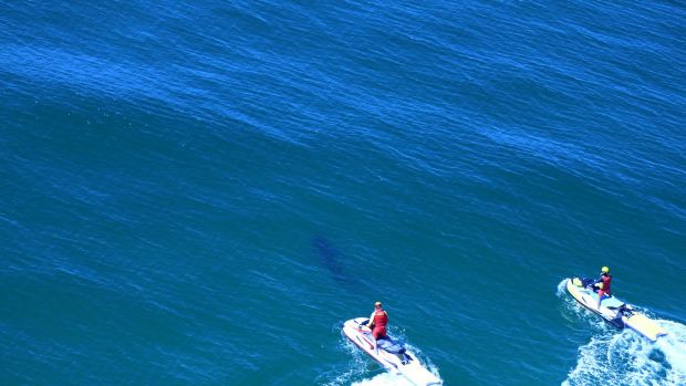 A shark was spotted at Lighthouse Beach, after surfer Cooper Allen was bitten on Monday morning.