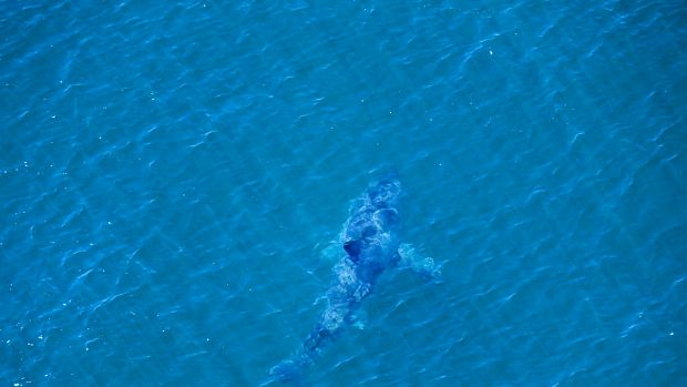 The shark, sighted off the beach where a teenager was attacked on Monday.