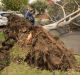 An uprooted tree blocking Rossmoyne Street, Thornbury. 