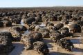 If the sky were red instead of blue, this stromatolite landscape could be a picture of Earth billions of years ago. 