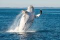 A Humpback whale breaches near Hervey Bay, Queensland. 