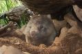 A wombat that escaped logging. 