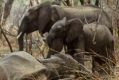 Two young elephants stand over a dead female elephant, poached for her tusks, in Tanzania's Selous Game Reserve.