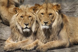 Lions in Zoo