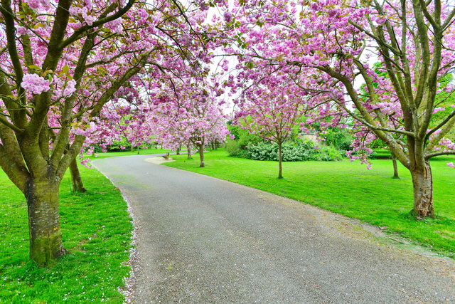 Green Edge Laandscapes - Lawn and Garden - Landscaping in Hawthorn VIC