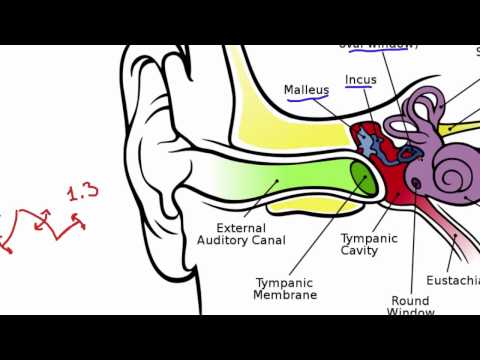 037 How Sound is Transferred to the Inner Ear