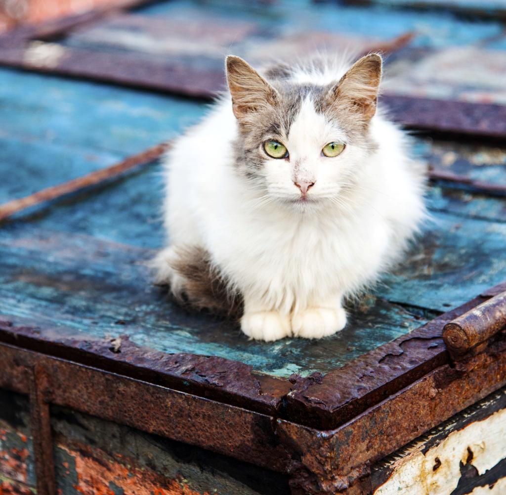 Cat in the Essaouira harbour, Marrakech-Tensift-Al Haouz, Morocco