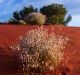 Queensland's Channel Country is a world of colour seen by too few eyes.