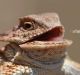 Lizard Squad has previously bragged about taking down popular gaming services like Xbox Live and PSN.