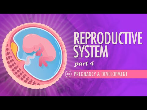 Reproductive System, part 4 - Pregnancy & Development: Crash Course A&P #43