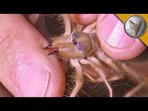 WORST Animal Bites and Stings!