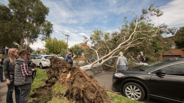 An uprooted tree blocking Rossmoyne Street, Thornbury.