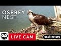 Audubon Osprey Nest powered by EXPLORE.org