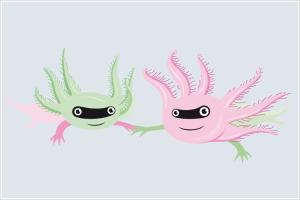 Axolotl