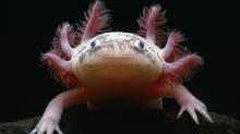 
Der Axolotl, Ambystoma mexicanum, bleibt sein Leben lang im Larvenstadium
