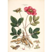Peonia officinalis, by John Miller