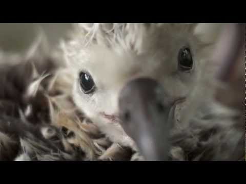 Bird Island. Plastic Vs Nature. Nature looses!